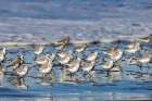 Sanderlings in the Pacific Ocean surf at Cape Disappointment State Park in Washington State, USA Art Print
